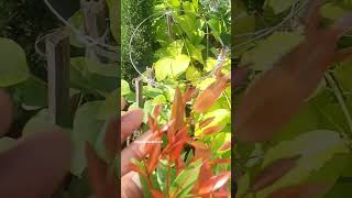 TOP 2  YEAR ROUND COLOUR NONFLOWERING PLANTS The Syzygium Campanulatum blooming plants garden [upl. by Onitsirc]