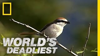 Butchering Bird  Worlds Deadliest [upl. by Kreitman104]