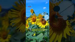 ¿Por qué el heliotropismo es vital para los girasoles 🌻🔄Girasoles Heliotropismo porque001 [upl. by Nies17]