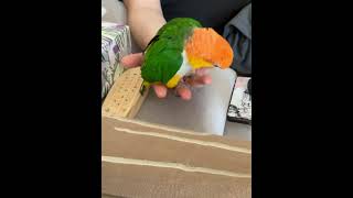 Crazy hormonal caique parrot cute playful silly birds parrot pets birdslover caiques [upl. by Kaenel]