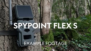 Example Footage  SpyPoint Flex S Solar Cellular Trail Camera [upl. by Eldwun]