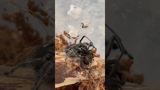 Jumping spider vs Black Widow😈😱bugs nature insects insectlovers bugwars blackwidow [upl. by Turoff246]