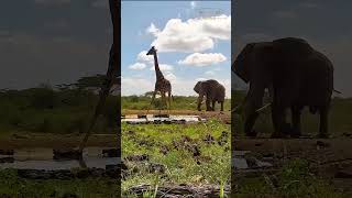 Ranger Insight  Elephant Chases a Giraffe at ol Donyo wildlife elephant animals giraffe [upl. by Buhler]