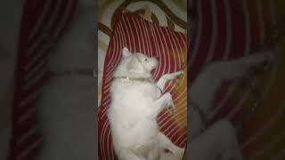 Winter care for dogs cutedoglover dogcomedy funny doglovercommunity [upl. by Arianna]