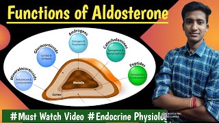 Aldosterone Mineralocorticoids  Endocrine Physiology LecturesMBBS Ashish [upl. by Asyle82]