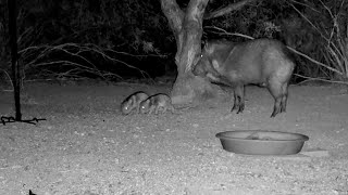 Mom javelina with two babies while a coyote is nearby and calling out to its pack [upl. by Kaenel]