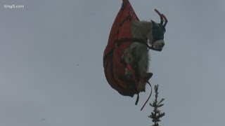 Mountain goats being airlifted out of Olympic National Park [upl. by Nilauqcaj661]