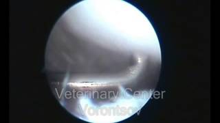 Rupture СС ligament and meniscus in a dog [upl. by Gnay]