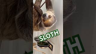 Flash  our sloth loves visitors [upl. by Ailem233]