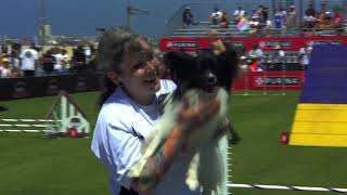 1st Place Small Dog Agility  Incredible Dog Challenge 2024 [upl. by Ahsitram]