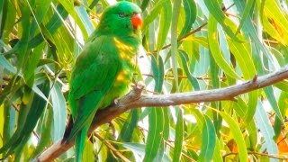 Scalybreasted Lorikeet [upl. by Basso966]