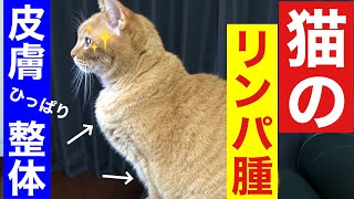 【犬猫専門整体】リンパ腫を予防する皮膚ひっぱり整体のやり方 [upl. by Aliet]