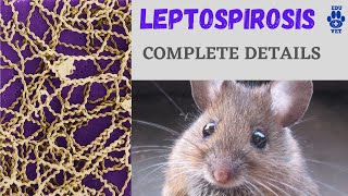 LEPTOSPIROSIS Simplified [upl. by Mencher]