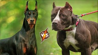 Doberman VS Pitbull Who is stronger in a Fight [upl. by Caves475]