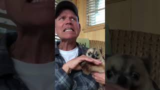 Hilariously Angry Chihuahua LOATHES Getting Pets [upl. by Louls]