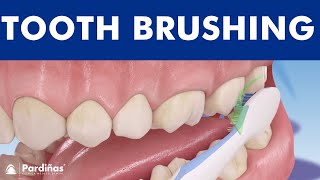 Tooth brushing – How to brush your teeth © [upl. by Shayn838]