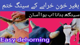 Easy dehorning  Large animal dehorning  seeng khtam krny ka tariqa  apply ring on horns  Horns [upl. by Slade]