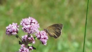 lebiodka pospolita origanum vulgare [upl. by Shaffert7]