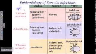 Borrelia sp [upl. by Gilud]