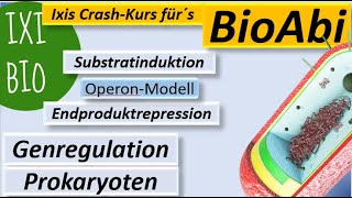 Genregulation bei Prokaryoten Substratinduktion  Endproduktrepression  LacOperonModell  BioAbi [upl. by Enitnemelc]