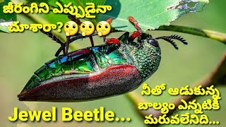 Jeerangi Jewel Beetle [upl. by Ynor]