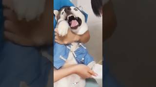 Dog injection dairy funny funnupets dogs [upl. by Donnenfeld806]