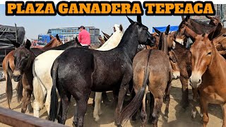 Plaza Ganadera Tepeaca Puebla México El paraíso de las mulas finas gigantes caballos finos yeguas [upl. by Gastineau634]