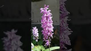 Пальчатокоренник  Дактилориза Фукса Dactylorhiza fuchsii  узоры на лепестках Наш сад 2024 [upl. by Assyle]