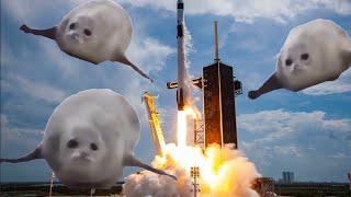 Bouncing Seals Rocket Launch [upl. by Sirromaj]