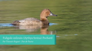 Fuligule milouin Aythya ferina  Common Pochard [upl. by Town]