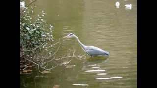 Vroege Vogels  Jagende reiger [upl. by Mathi]