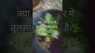 आपके घर में तुलसी का पौधा है 🌿🌿🌿🌿🌿🌿🌿🌿🌿🌿🌿🌿viralvideo youtubeshorts [upl. by Asilenna]