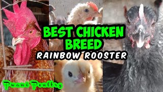 Best chicken breed ever to raise in Mombasa Kenya  Rainbow Rooster chicken breed [upl. by Rex]