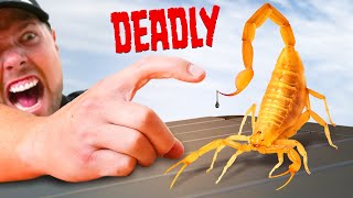 STUNG by a Deadly Scorpion [upl. by Branen]