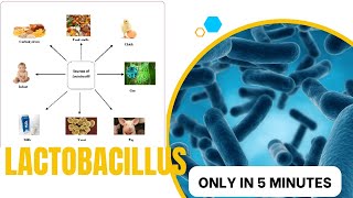 lactobacillus microbiology lecture lactobacillus Easy Microbiology [upl. by Wendell]