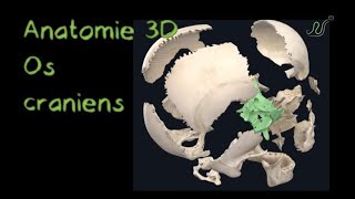 Description Anatomique 3D des os craniens Naturosoutien [upl. by Hsivat273]