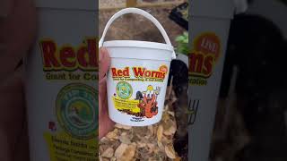 Easy DIY Worm Bin [upl. by Toland]