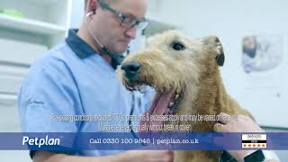 New Petplan Advert featuring Petplan customer Murphy [upl. by Onairam]