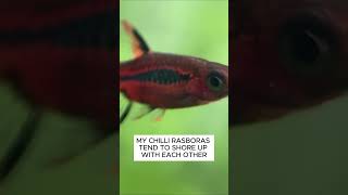 Why Chili Rasboras Are Great Fish For A 10 Gallon Tank 10 Gallon Stocking Ideas aquarium [upl. by Enylcaj]