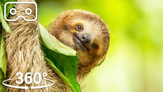 ThreeToed Sloth Survives 6m Fall From The Treetops  VR 360  Seven Worlds One Planet [upl. by Cumings881]