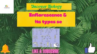 Inflorescence and its types botany biologyhpscdsssb [upl. by Bollinger61]