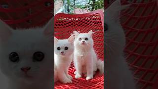 White colour kittens available9247877251youtubeindia shortindia catshort cats persiancat [upl. by Alliuqat]