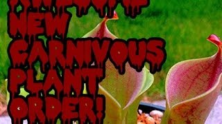 Awesome Carnivorous Plant shippment lots of new plants Sundews Sarracenia Nepenthes amp Heliamphora [upl. by Pavyer]