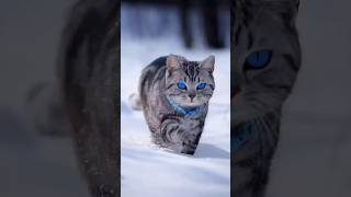 Top 10 popular cat breeds in America luckypet catbreeds animals popularbreeds top10 [upl. by Ardnoet]