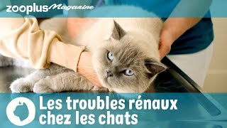 Troubles rénaux chez les chats  symptômes amp traitement [upl. by Gnagflow]