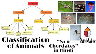 Classification of Animal Animal kingdom Diversity of Living Organisms Biological science in hindi [upl. by Drona]