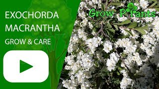 Exochorda macrantha  grow amp care Pearl bush [upl. by Allesig]