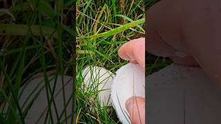 champignon mushrooms nederland kanaal fungi [upl. by Mattie]