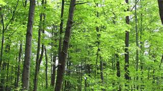 Cicadas in the summer 10 hour loop [upl. by Fritts134]