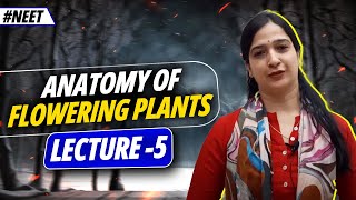 5 Internal Structure of Dicot Root amp Monocot Root l Differences l Anatomy of Plantsl NEETlClass 11 [upl. by Korff]